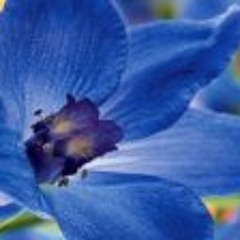 Blueju Blue