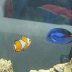 Juan Carlos Torres 33