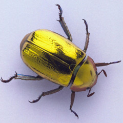 Aida Boggart