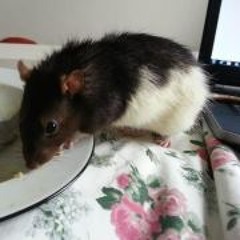 Wilder Thrash'an Burnham