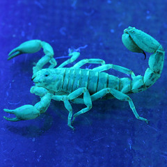 Alacran Azul