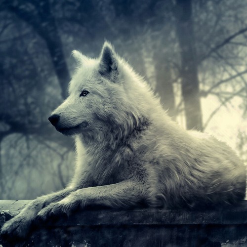 wolf9015’s avatar