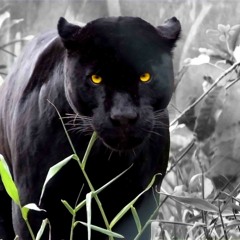 Valentin Turea-Slovac