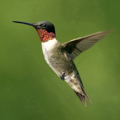 songbird67