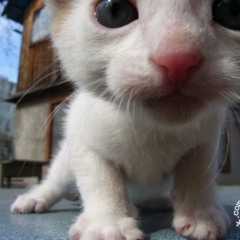 Apple :)