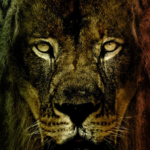 Lion Black Selecta’s avatar