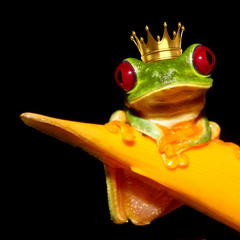 König der Frösche