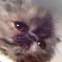 Kalie Elizatoast Ellison