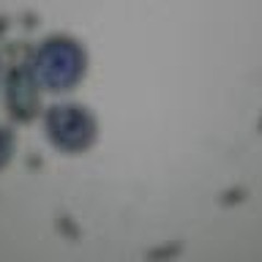 Jordan Nicole Crouse