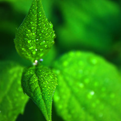 Soul Mint Music   SMM