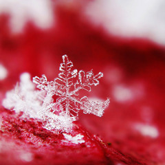 Carnivorous Snowflake