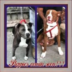 Markus Dollaz Nolasco