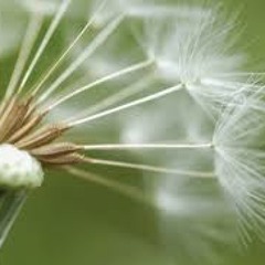 Taraxacum