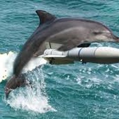 ukrain dolphin