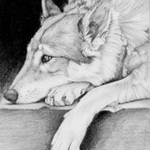 Sad wolf pictures