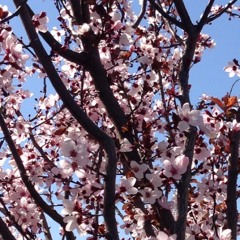 randomcalifornia tree