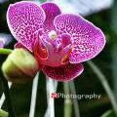 Lilik Krisbandiah