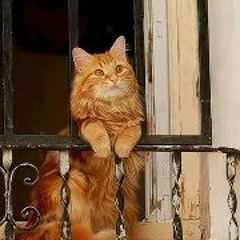 عبد الرحمن محمد