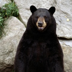 Mysterious Mr. Bear