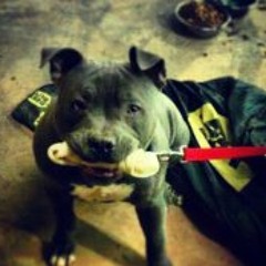 Dominic Toretto Johnson