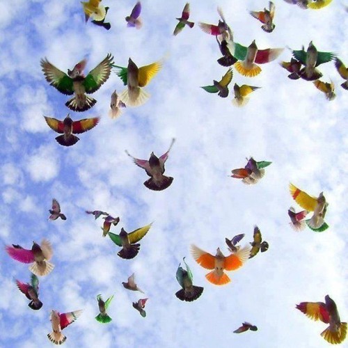 မင္းၿပန္ခဲ့ပါ-L D ေက်ာ္