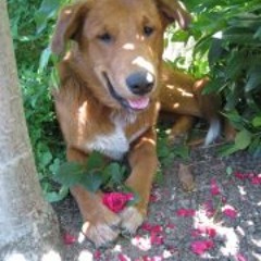 Dreams of earth and sky