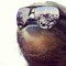 sauvesloth