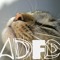 Anders Dator Felix Dator