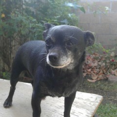 Christian Pokpongkiat