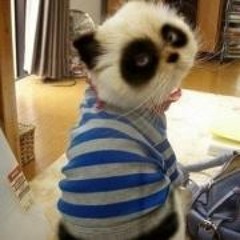 Phượng Hoàng Lửa