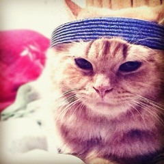 talkinboutcatstalkin