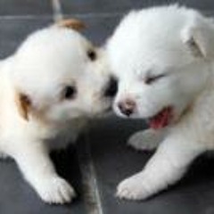 Ngiengchewfu@gmail.com