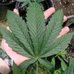 higheryields