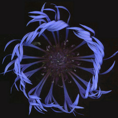 Domnae Plume