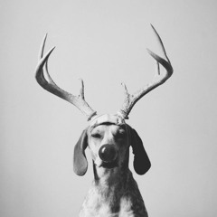 bungandy