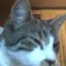 Monster Tom Cat