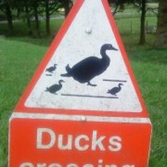 Karen Confuddled Branch