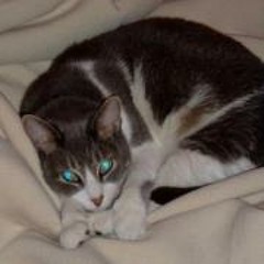 Zibby Sapatilha Aviance