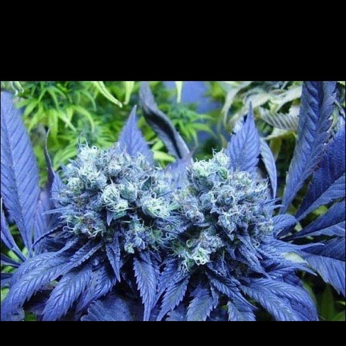 Killa Crip Kush | Free Listening on SoundCloud Killa Crip Kush | Free Listening on SoundCloud