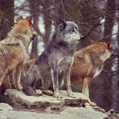 Pierre Fwea Alcindor