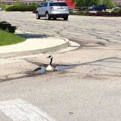 Thy Goose