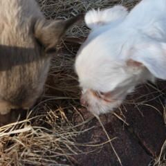 INVOKE - Gundam seed