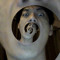 Joffre43