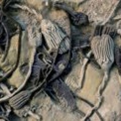 Ceviche de Sarraceno