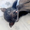 Pretty Bat