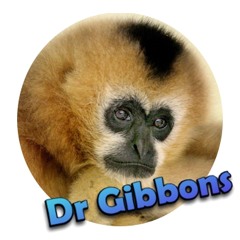 Dr Gibbons