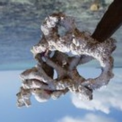 Mario Tomas Niedworok