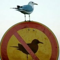 Eduardo Carli de Moraes