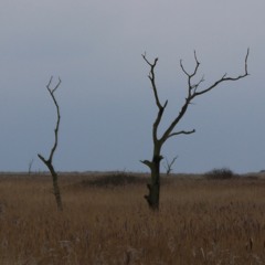 Woodburner at Chat's Palace (Max Baillie & Sura Susso)