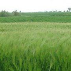 Adrian Ciprian Danila